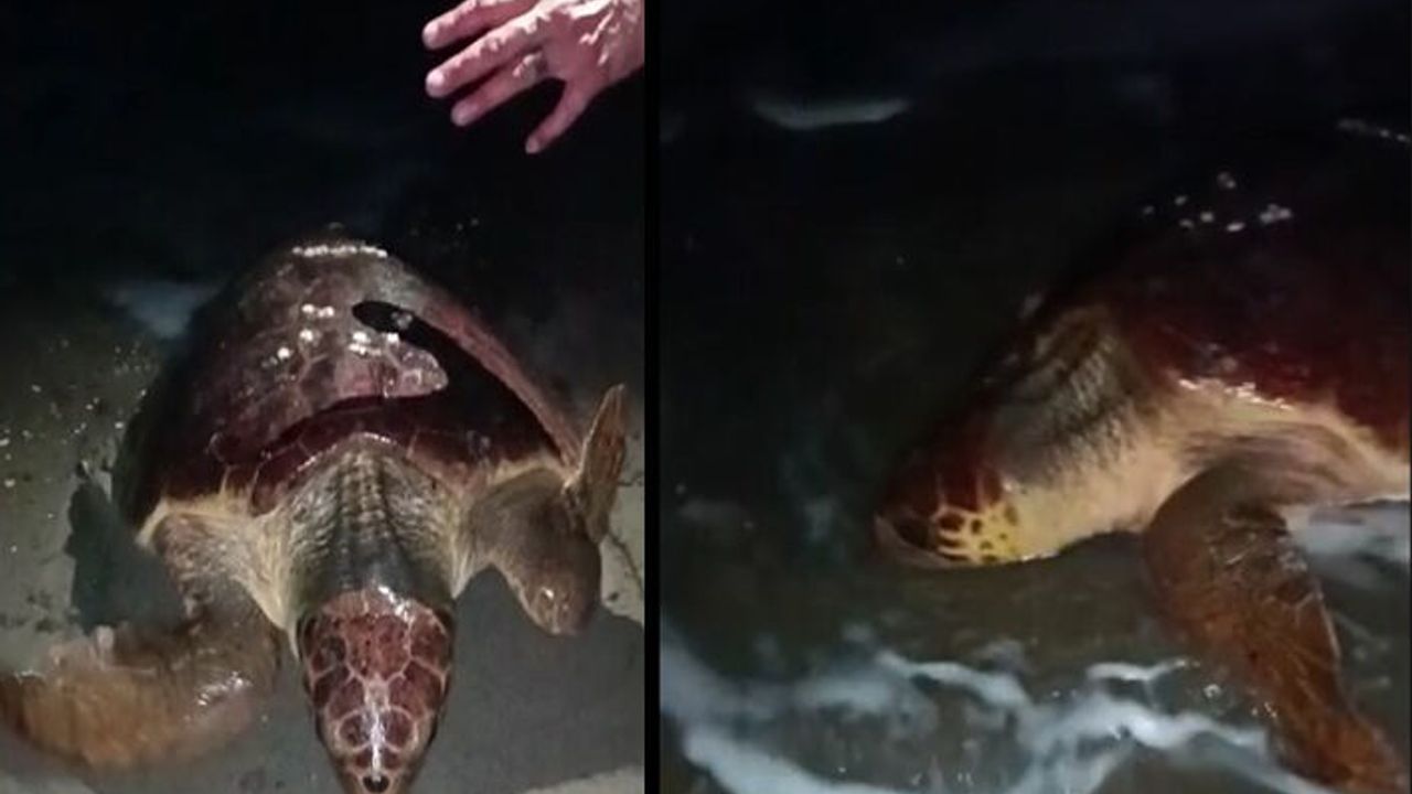 Yumurtlamaya gelen caretta carettayı böyle kaçırdılar I VİDEO HABER