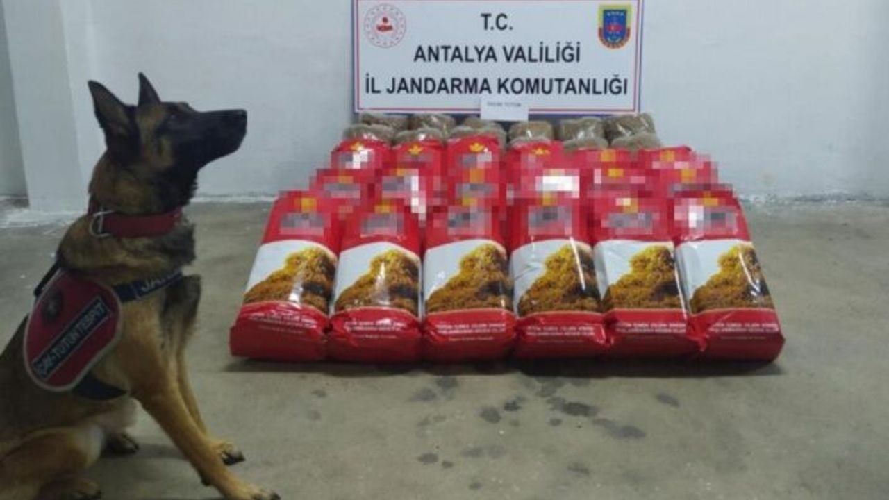 Alanya'da yolcu otobüsünde 150 kilogram kaçak tütün ele geçirildi