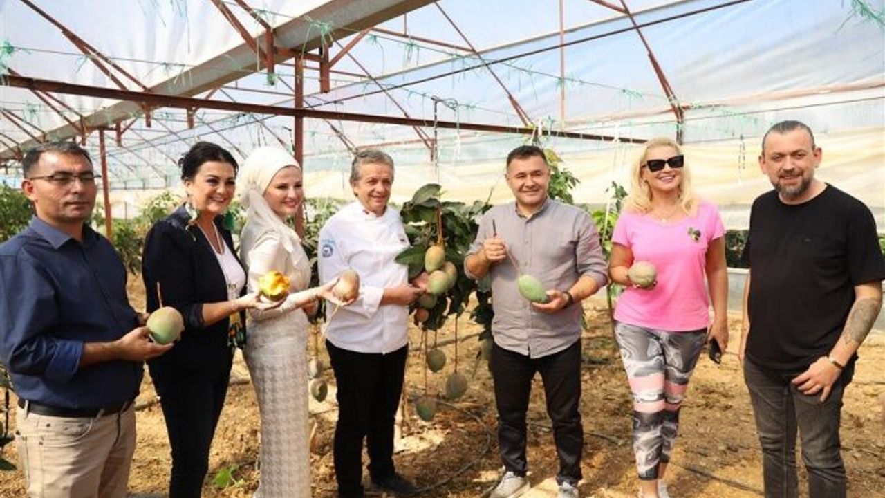 Tropikal Meyve Festivali'nin ikinci günü hasatla başladı