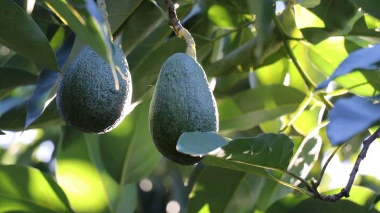 Alanya'da 30 milyon adet avokado ihraç edilecek