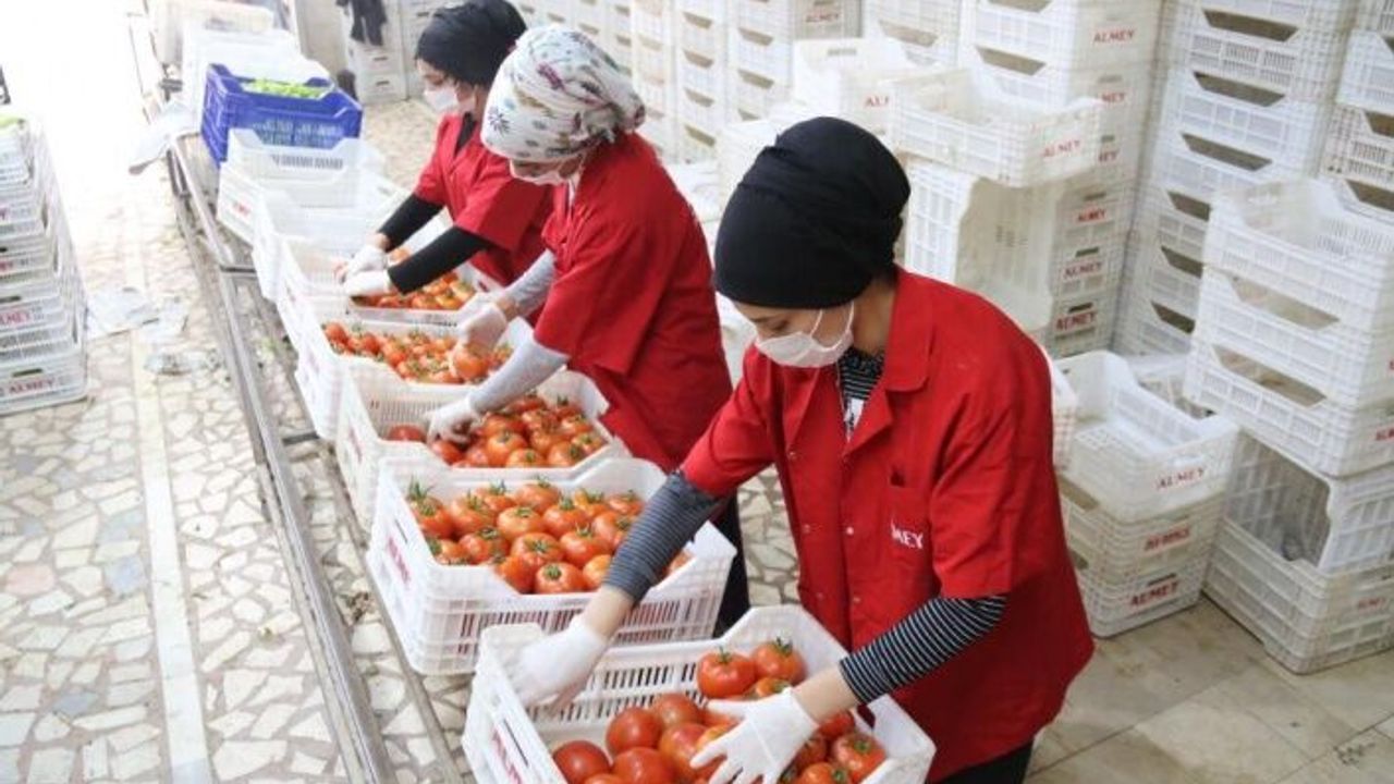 ATB: İşlem gören domates miktar endeksi yüzde 19 azaldı