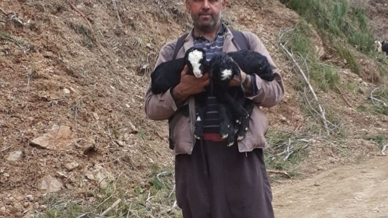 Toroslar'da çobanların oğlak mesaisi devam ediyor