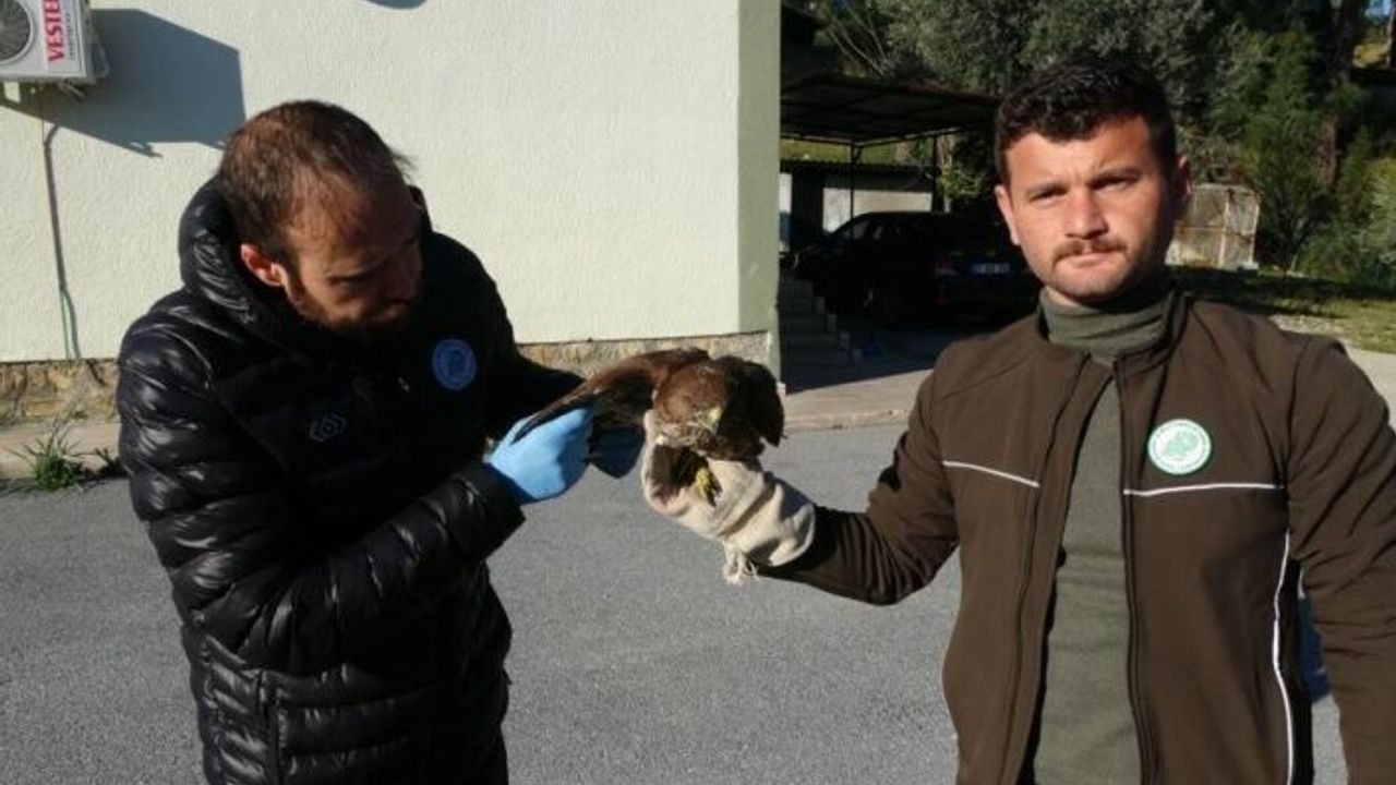 Yaralı ve hasta şahini Milli Parklar'a teslim ettiler