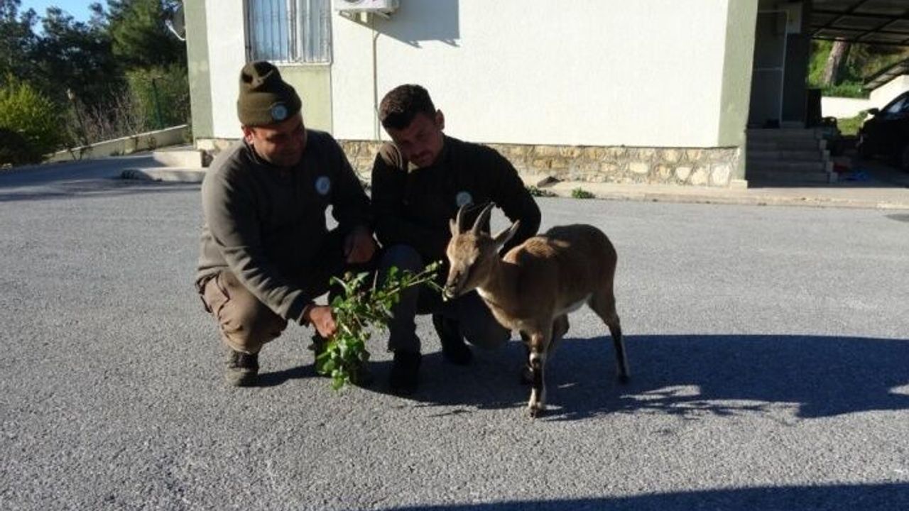 Yavru yaban keçisi, milli parkların maskotu oldu