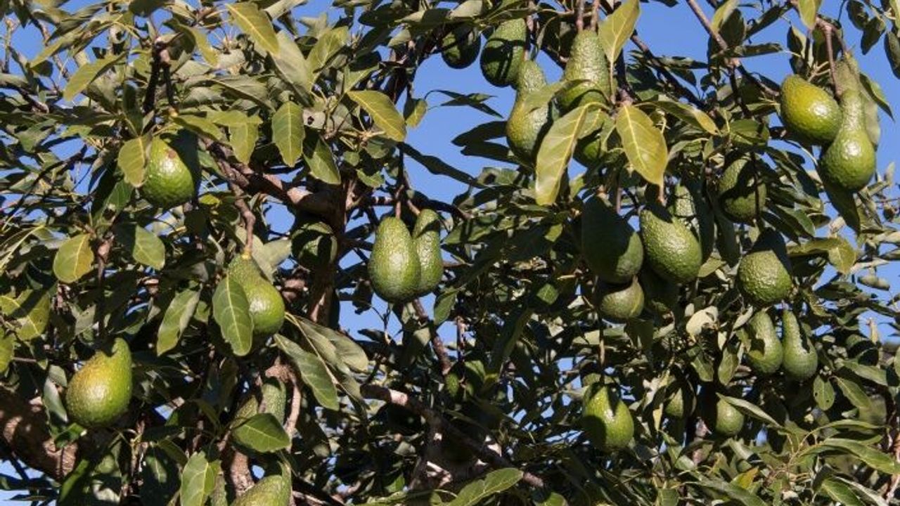 Alanya’da bir bahçeden 900 adet avokado çalındı