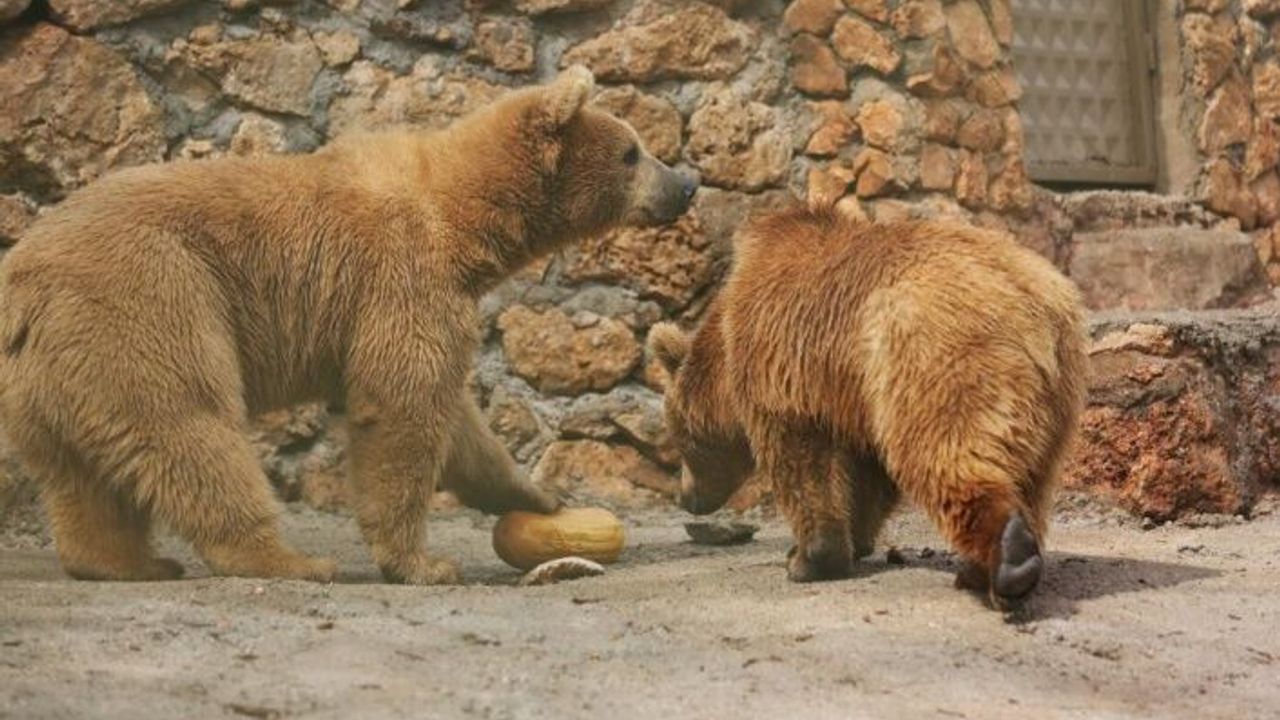 Dünya Ayı Günü'nde ayılara balkabağı pastası