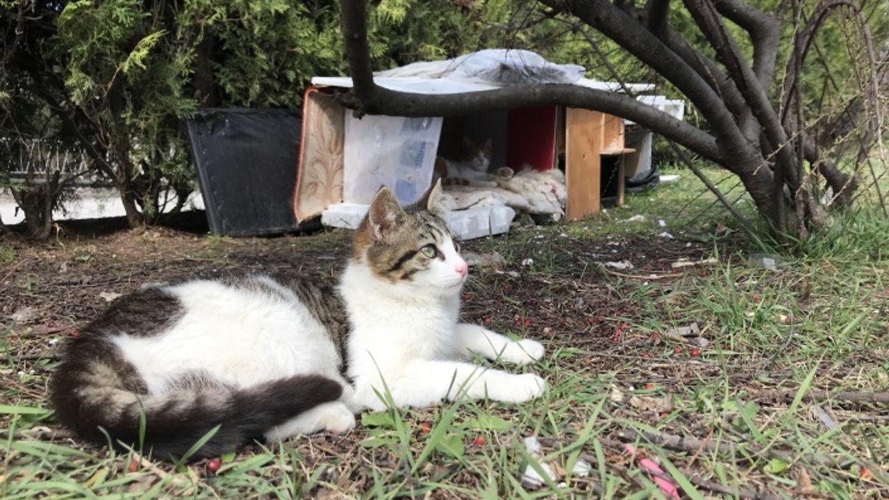 Komşularının istemediği kedileri için parka ev yaptı