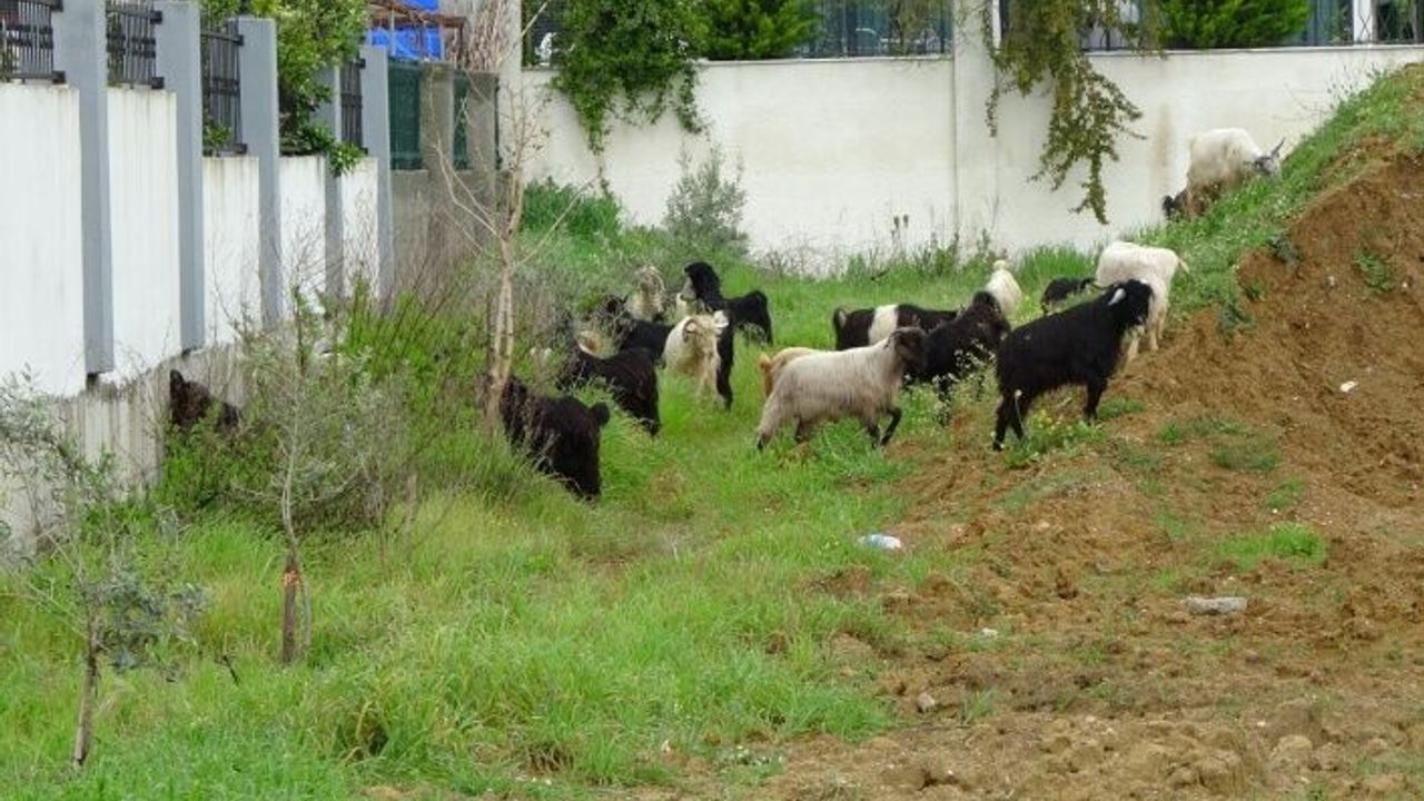 Koyun ve keçi sürüleri villaların bahçelerini talan ediyor