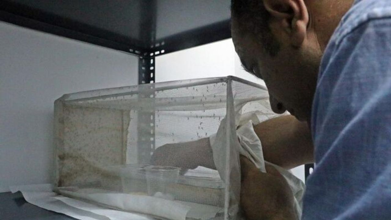Yaz yağışları baskı altındaki sivrisinek türünü kontrolden çıkardı