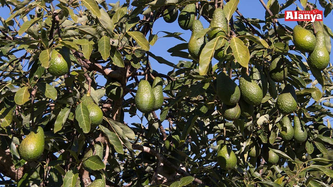 Alanya’da avokado nasıl satılacak? Son nokta yarın konulacak