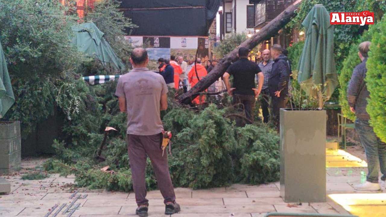 Devrilen ağacın altında kalan 3 kişi yaralandı