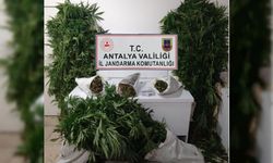 Bahçesinde kenevir yetiştiren şüpheli yakalandı