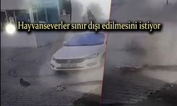 Kediyi ezen sürücü serbest kaldı