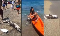 1,5 metrelik köpek balığı kıyıya vurdu