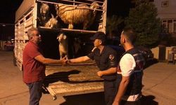 Para kazanma vaadiyle elindeki hayvanlarından da olacaktı