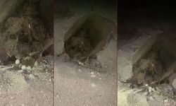Yumurtlayan carettaya flaşlı cep telefonu eziyeti