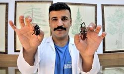 60 yıldır toplanan böcekler bu müzede sergileniyor