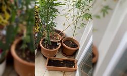 Alanya'da saksıda kenevir ele geçirildi