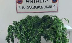 Alanya’da jandarmadan seraya kenevir baskını