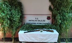 Jandarmadan kenevir baskını