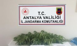 Jandarmadan kenevir operasyonu: 1 gözaltı