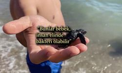 Vatandaşlar, yuvadan çıkan yavru carettaları denizle buluşturdu