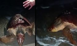 Yumurtlamaya gelen caretta carettayı böyle kaçırdılar I VİDEO HABER