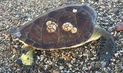 Alanya'da aynı yerde ikinci Caretta Caretta ölüsü kıyıya vurdu