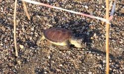 Alanya’da Caretta Caretta ölüsü kıyıya vurdu | VİDEO HABER