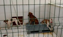 Kedi Evi'nde dehşet | 12 kedi telef oldu