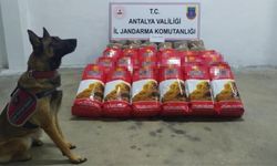 Alanya'da yolcu otobüsünde 150 kilogram kaçak tütün ele geçirildi