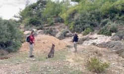 Kayıp Sedanur için özel eğitimli köpekler devrede