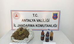 Muz bahçesine esrar operasyonu