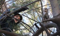 Ağacın tepesinde mahsur kalan kedi ekiplere zor anlar yaşattı
