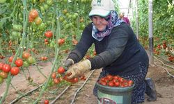 Domates hasadında ikinci dönem | Kilosu 12 lira