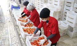 ATB: İşlem gören domates miktar endeksi yüzde 19 azaldı