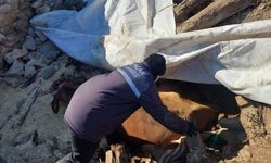 Enkazda ayakları sıkışan büyükbaş hayvan kurtarıldı
