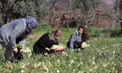 Nergis hasadı yüzleri güldürdü