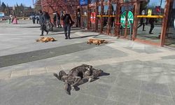 Sevimli dostların güneş keyfi gülümsetti