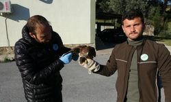Yaralı ve hasta şahini Milli Parklar'a teslim ettiler