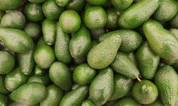 Alanya’da avokado hırsızı jandarmadan kaçamadı 
