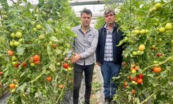 Alanya’daki domates üreticileri, ihracat kısıtlamasına tepki gösterdi