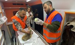 Antalya Büyükşehir Belediyesi veterinerleri Gaziantep’te