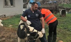 Antalya Büyükşehir Belediyesi’nden Gaziantep’te veterinerlik hizmeti