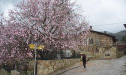 Badem ağaçları erken çiçek açtı, çiftçi tedirgin