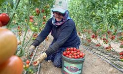Domates ihracatına kısıtlama getirilmesine Antalya’dan tepki!