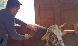 Gazipaşa'da şap aşısına başlandı