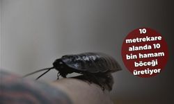 Hamam böceklerini gelir kapısı yaptı