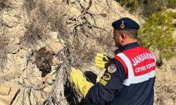Ormanda yaralı bulunan kartal koruma altına alındı
