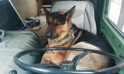Şoför koltuğunda bekleyen sevimli köpek merak konusu oldu